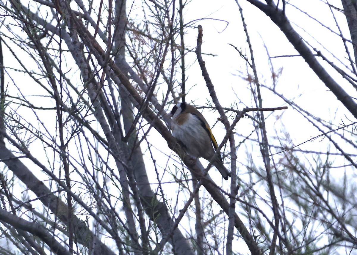 European Goldfinch - ML616722303