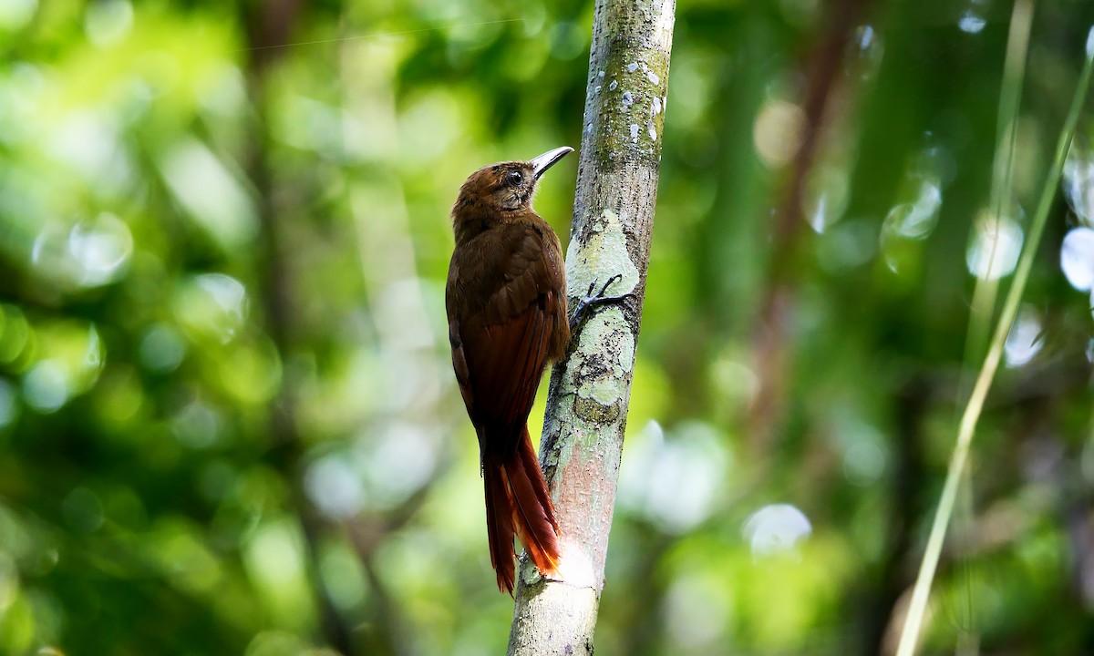 Plain-brown Woodcreeper (Plain-brown) - ML616722311