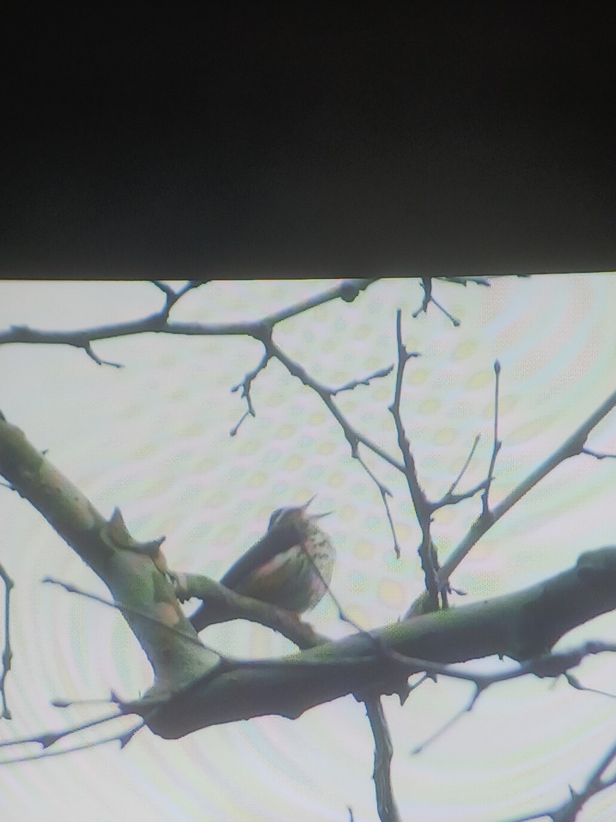 Louisiana Waterthrush - ML616722335