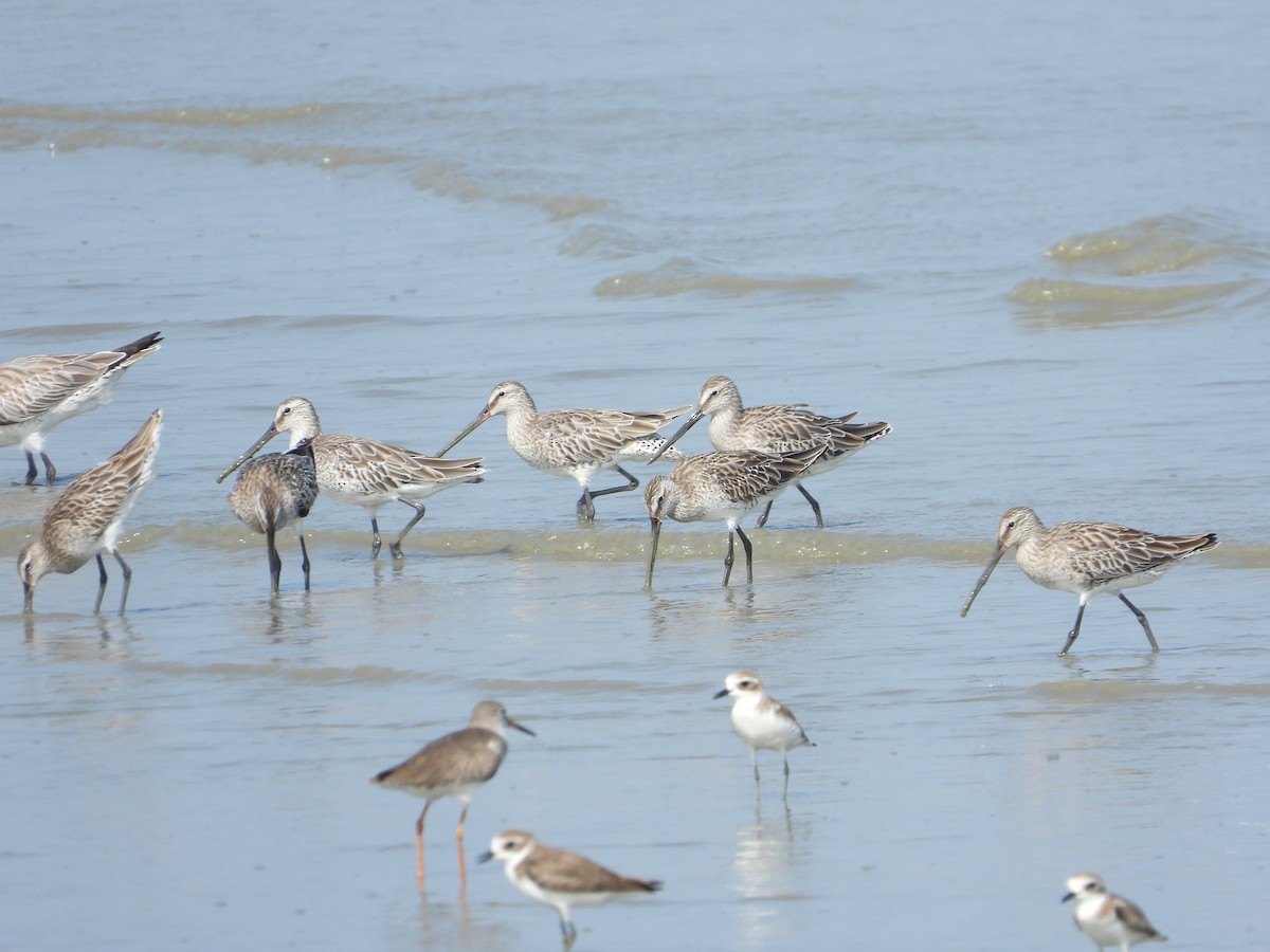 Bar-tailed Godwit - ML616722383