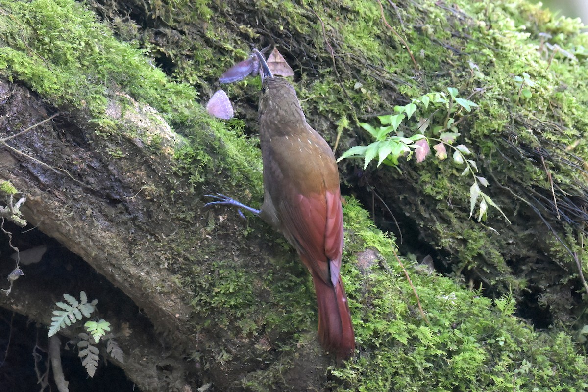 Spotted Woodcreeper - ML616722410
