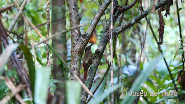 Plain-brown Woodcreeper (Plain-brown) - ML616722437