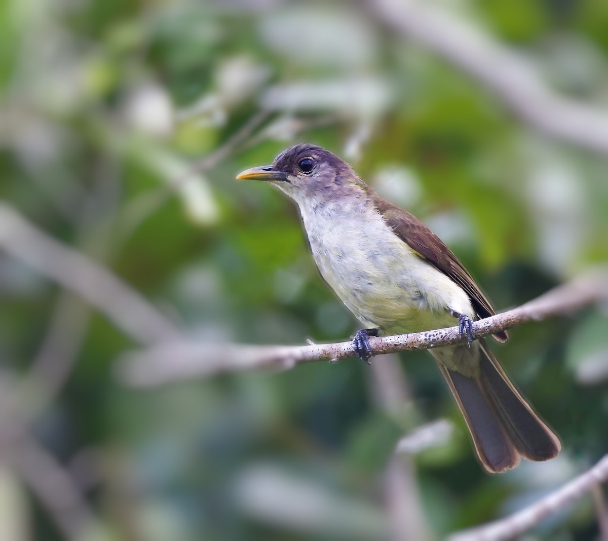 Bulbul de Nicobar - ML616722491