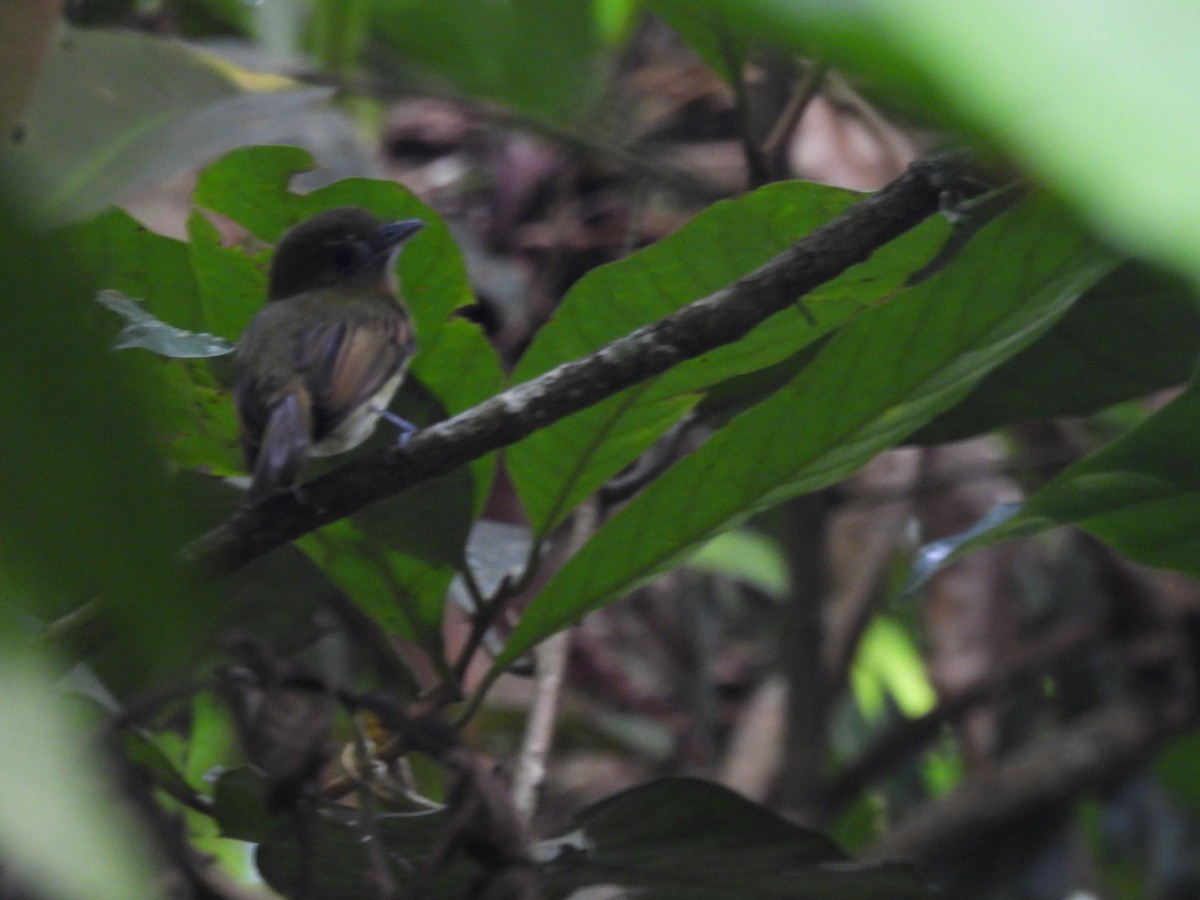 Fulvous-breasted Flatbill - ML616722527