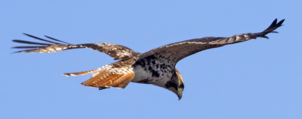 Red-tailed Hawk - ML616722531