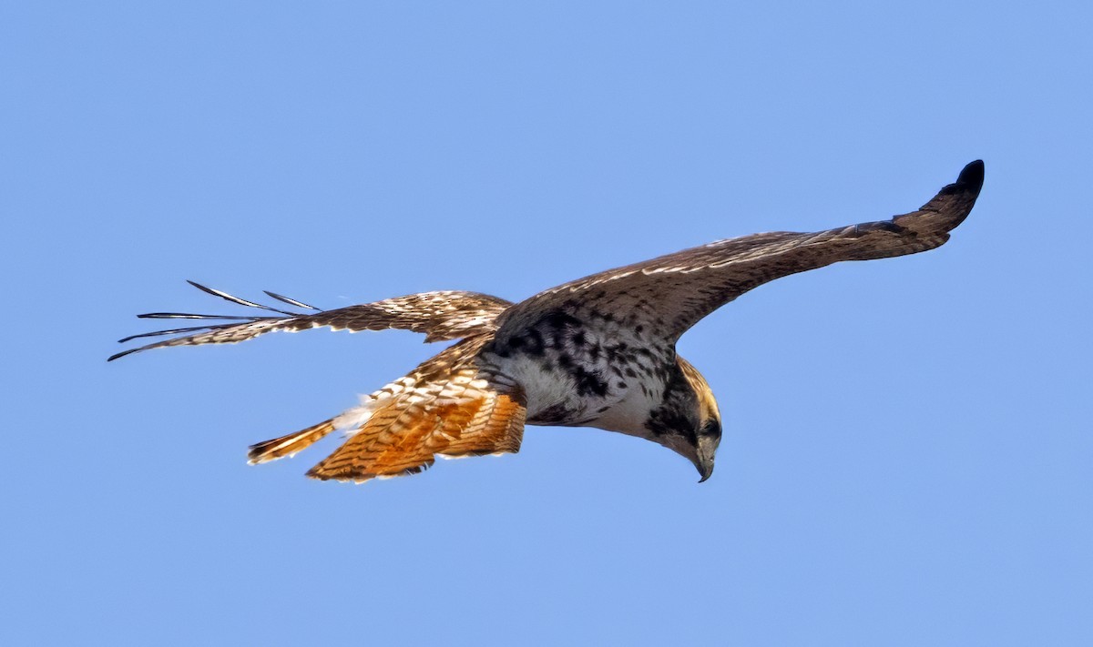 Red-tailed Hawk - ML616722532