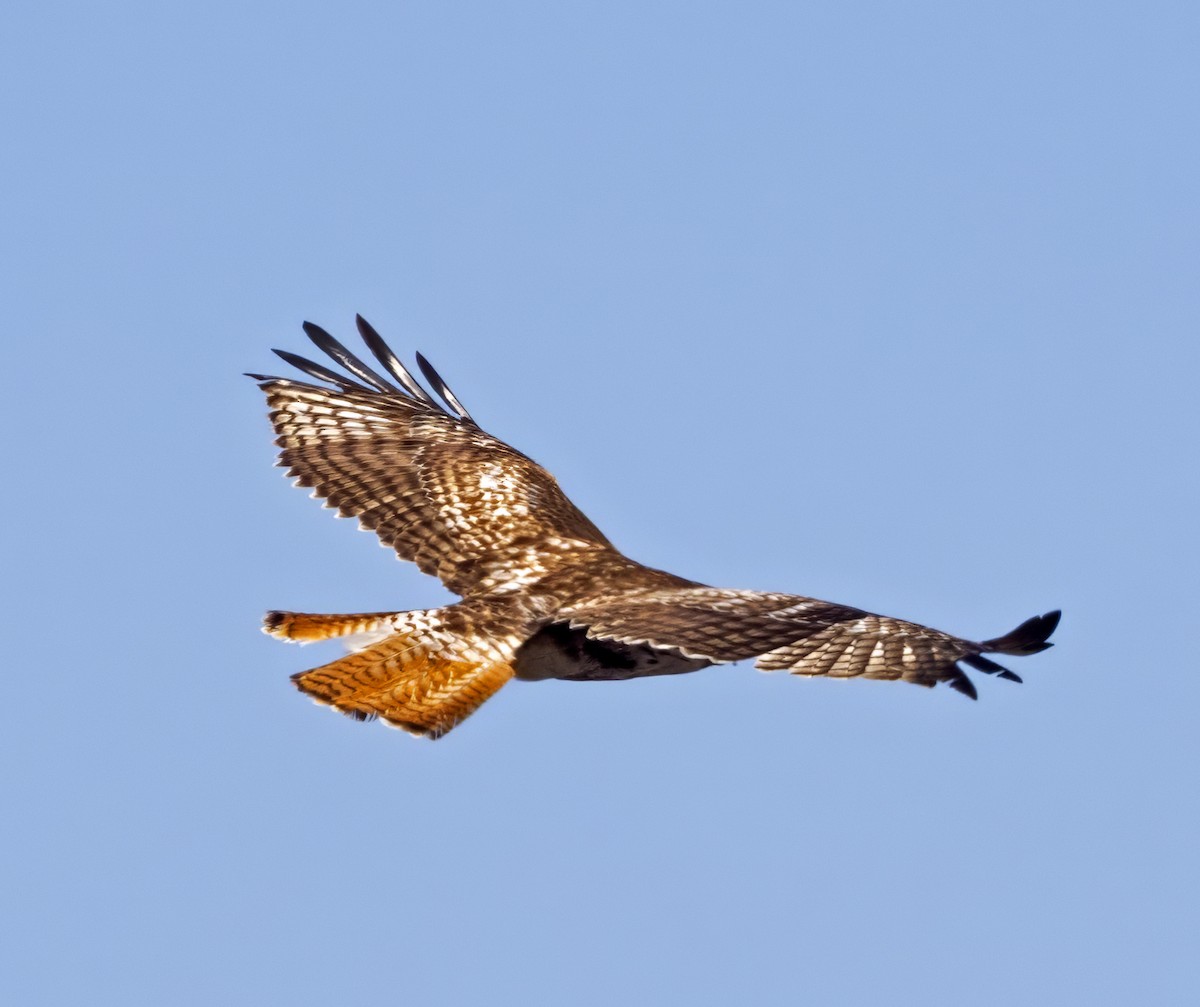 Red-tailed Hawk - ML616722533