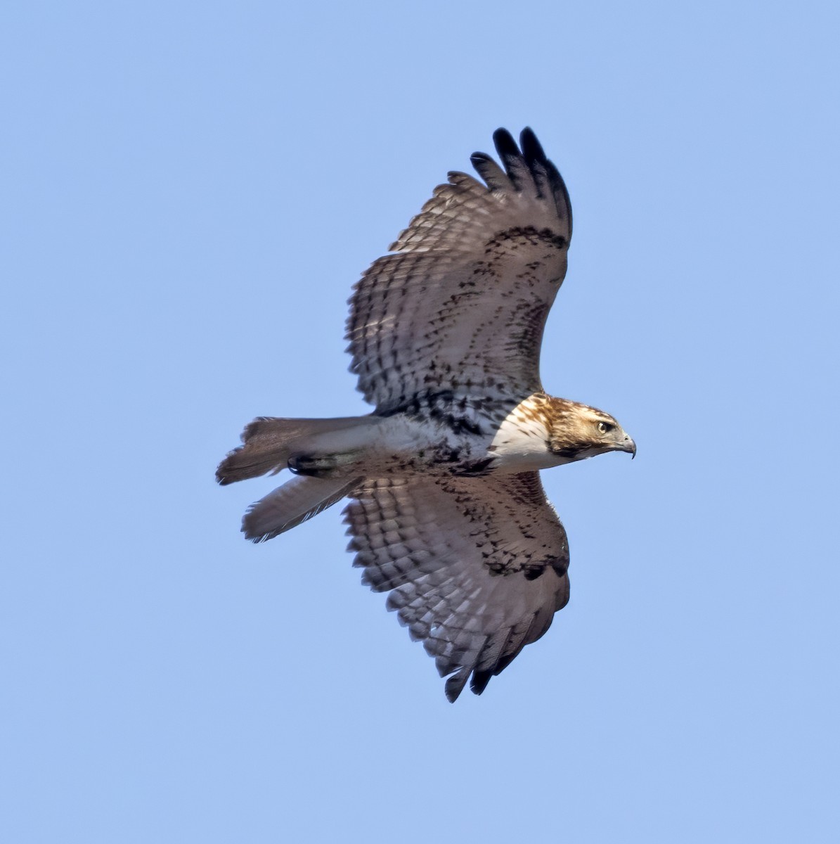 Red-tailed Hawk - ML616722534