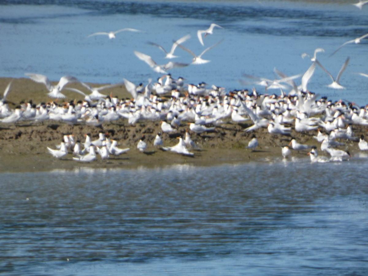 Gaviota/Gavión sp. - ML616722537