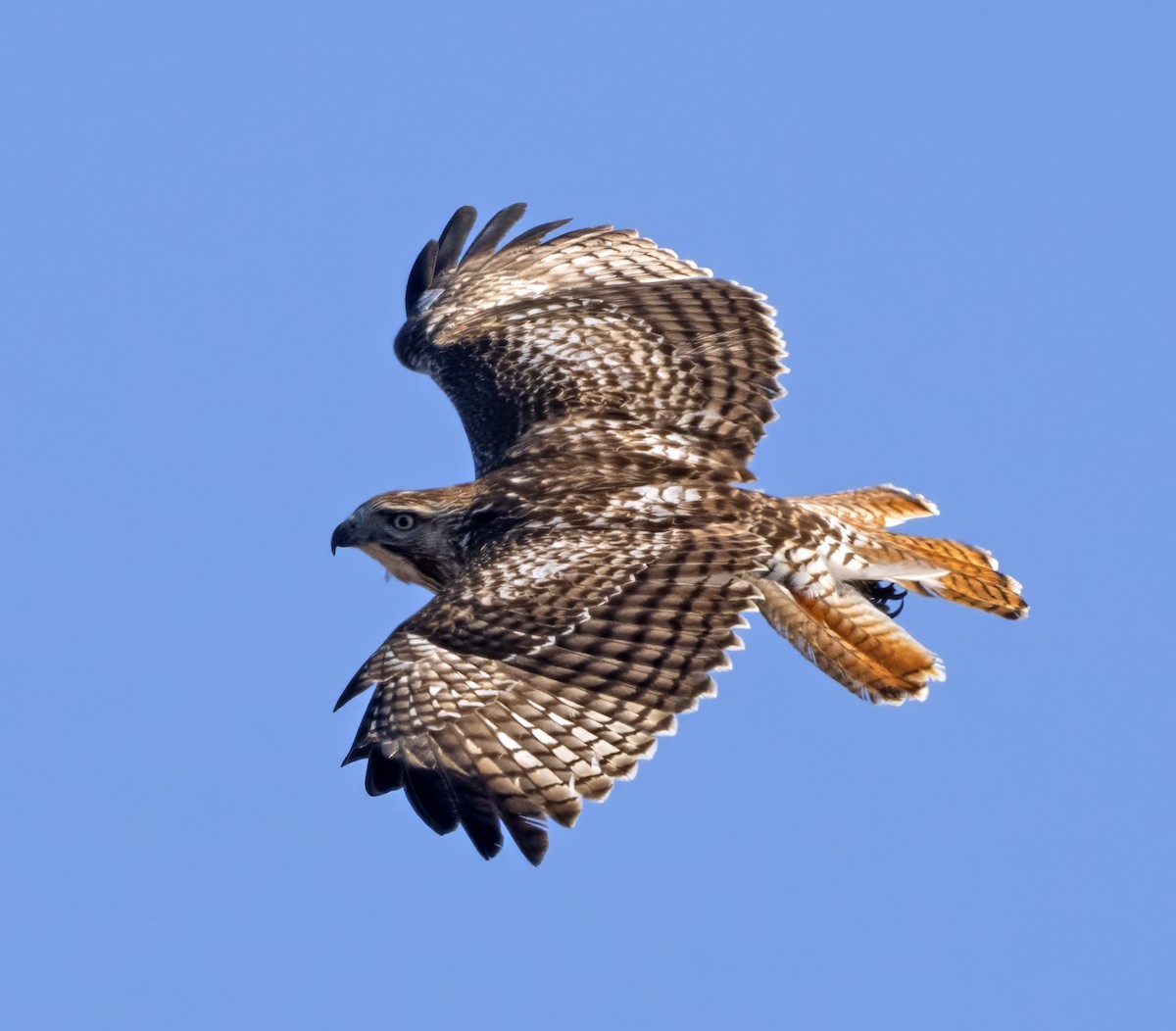 Red-tailed Hawk - ML616722546