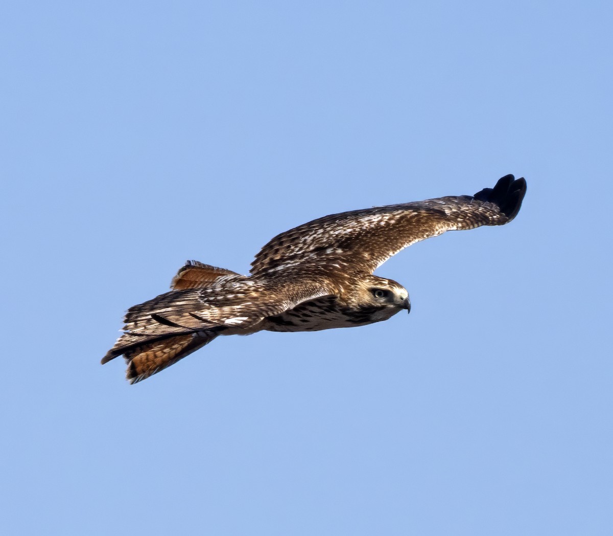 Red-tailed Hawk - ML616722547