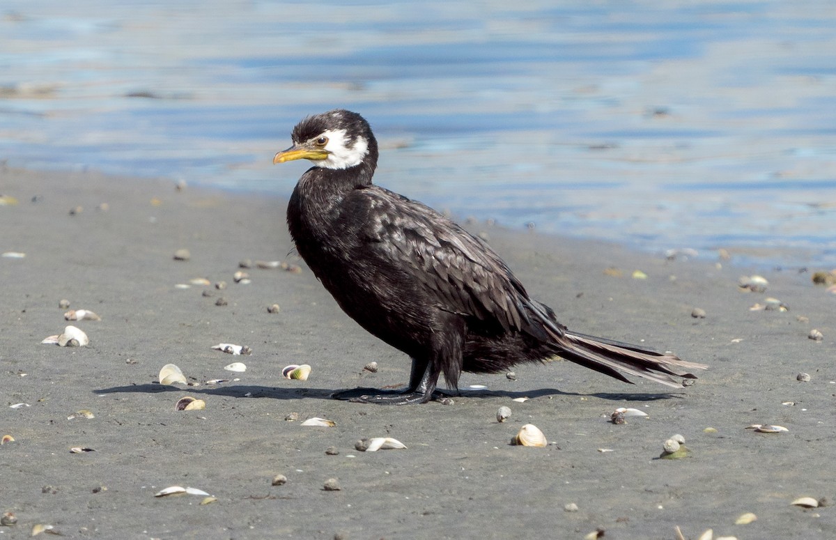 Little Pied Cormorant - ML616722660