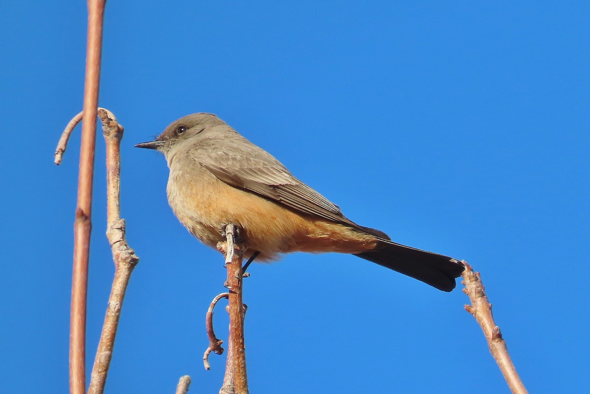 Say's Phoebe - ML616722663