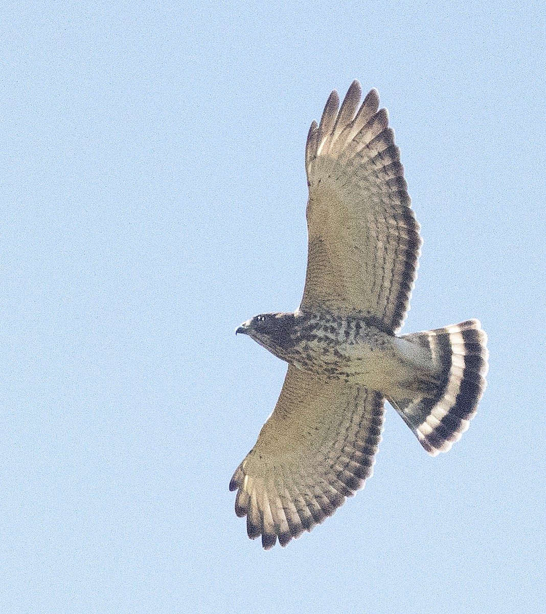 Broad-winged Hawk - ML616722666