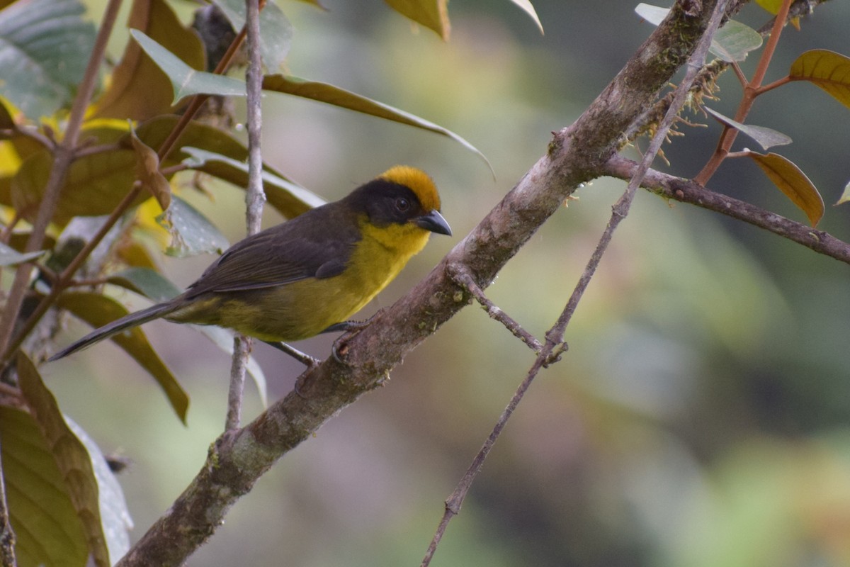 Tricolored Brushfinch (Choco) - ML616722707