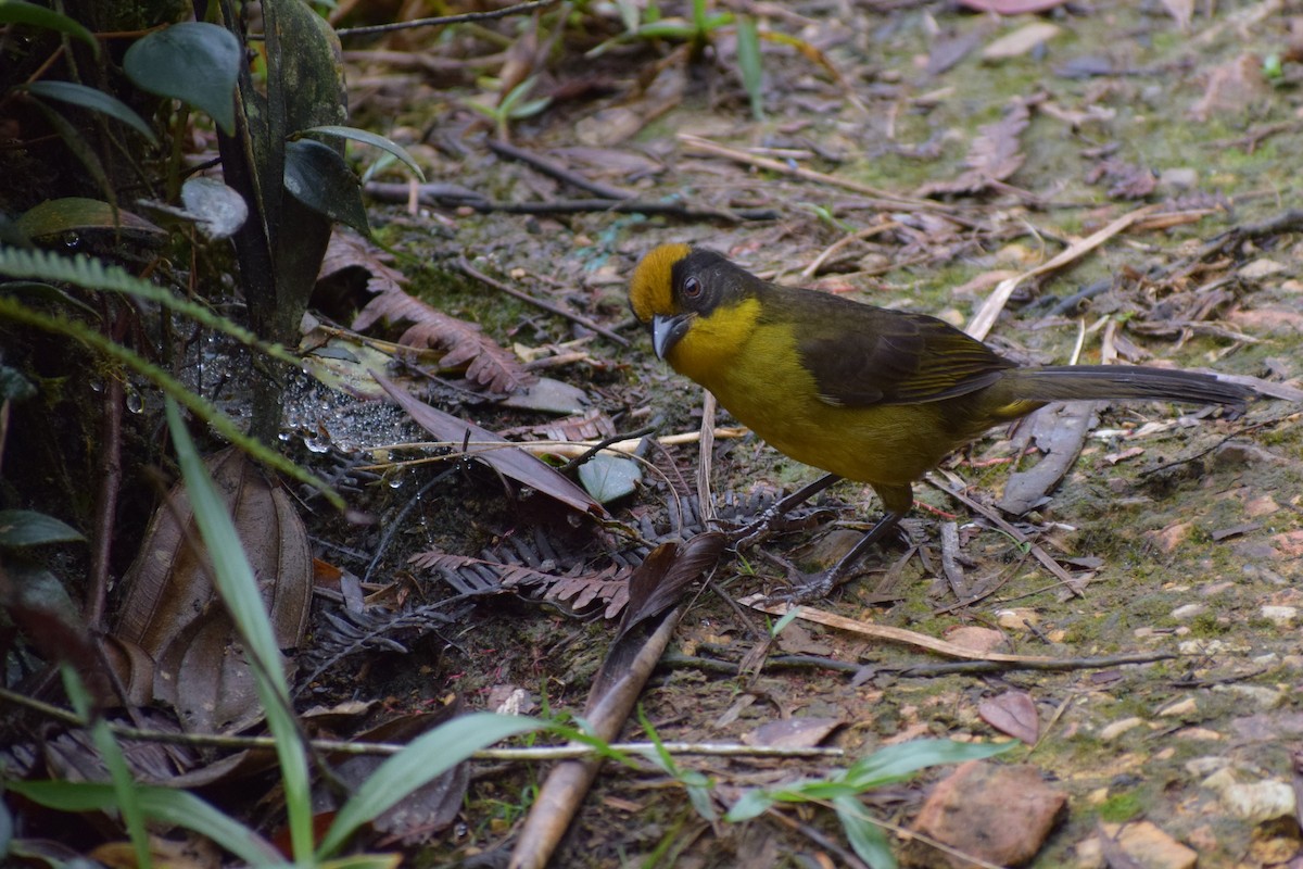 Tricolored Brushfinch (Choco) - ML616722714