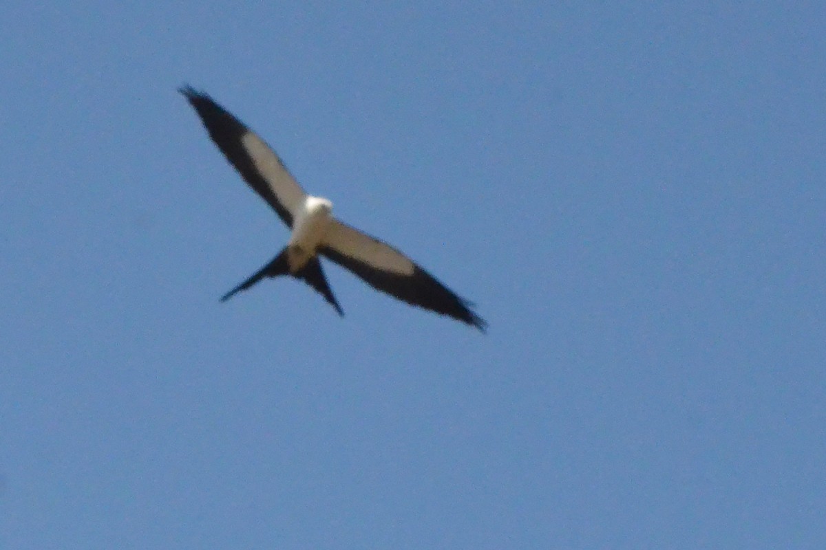 Swallow-tailed Kite - ML616722742