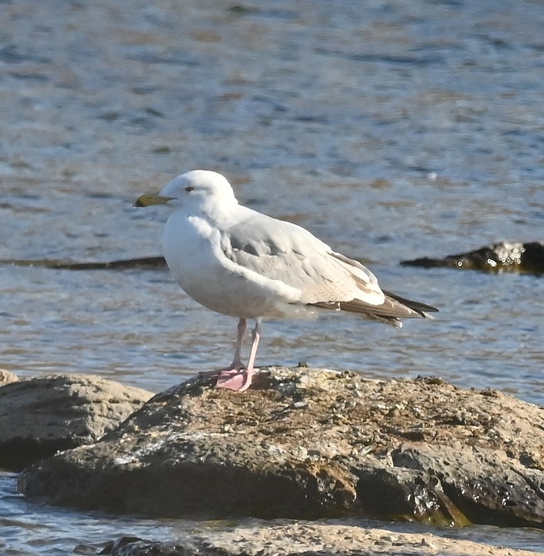 Herring Gull - ML616722744