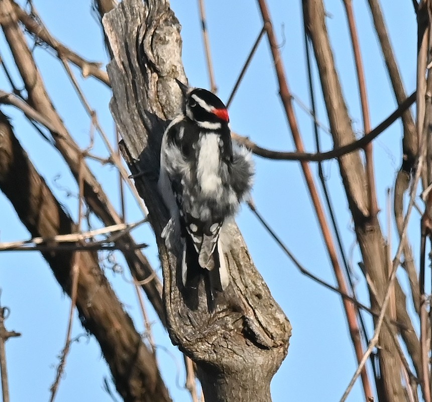 Downy Woodpecker - Regis Fortin