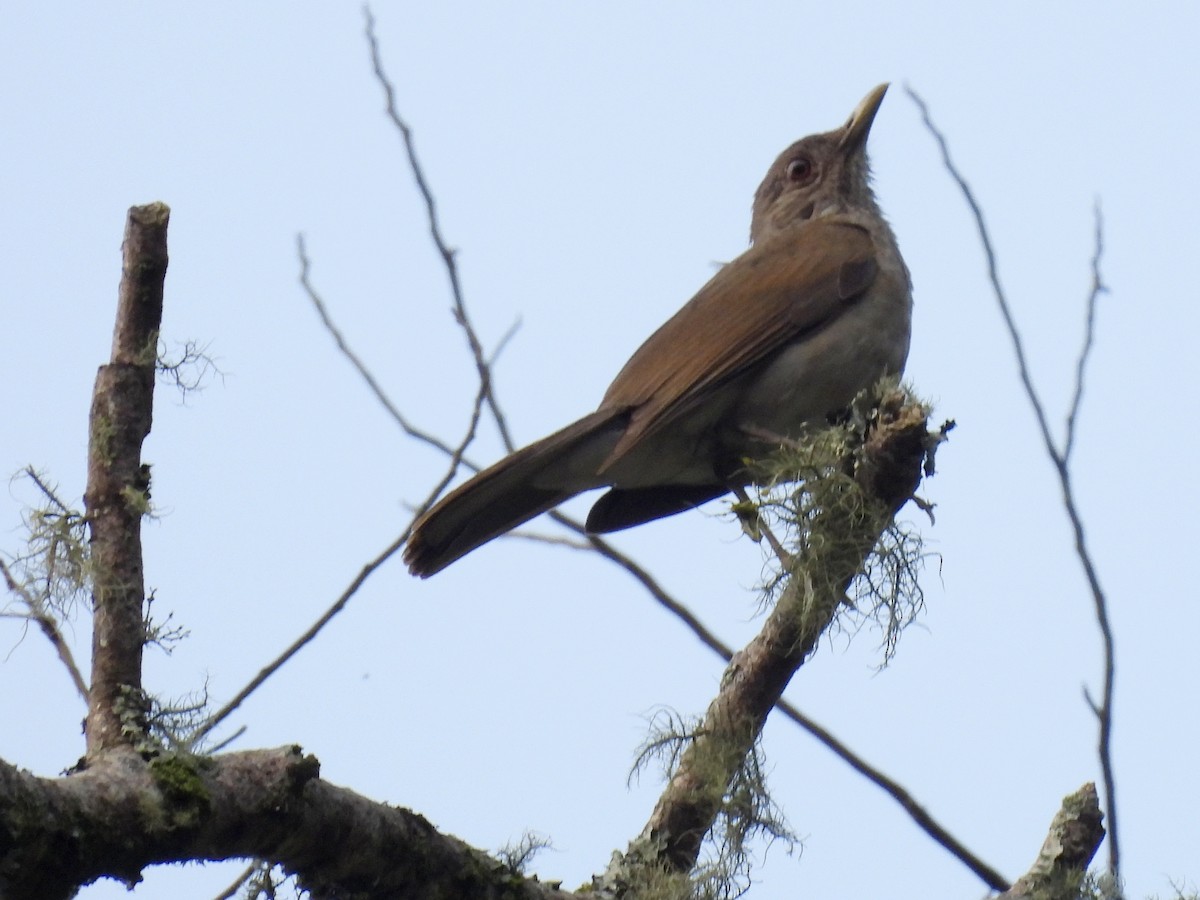 Pale-breasted Thrush - ML616722753