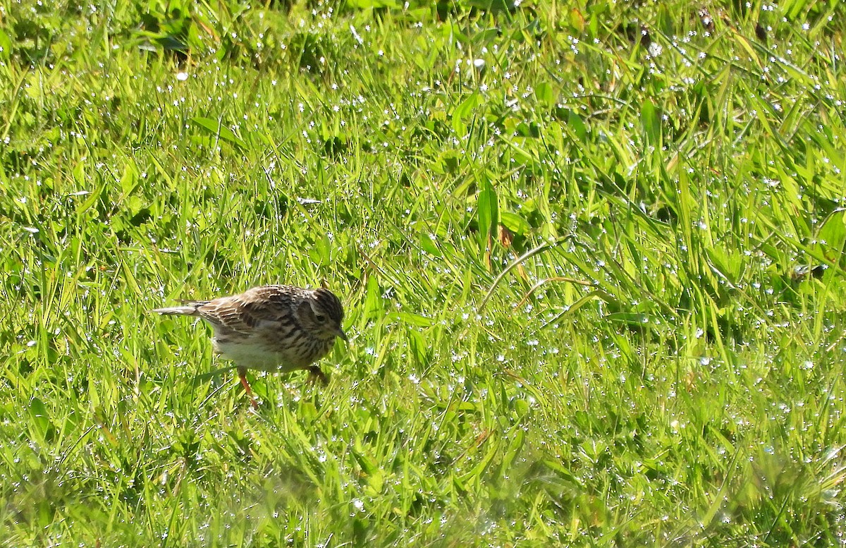 Eurasian Skylark - ML616722819