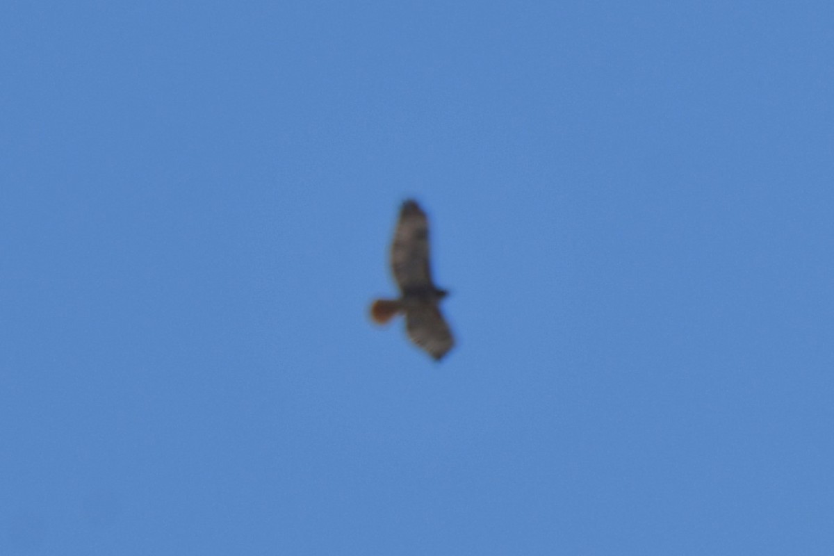 Red-tailed Hawk - ML616722837