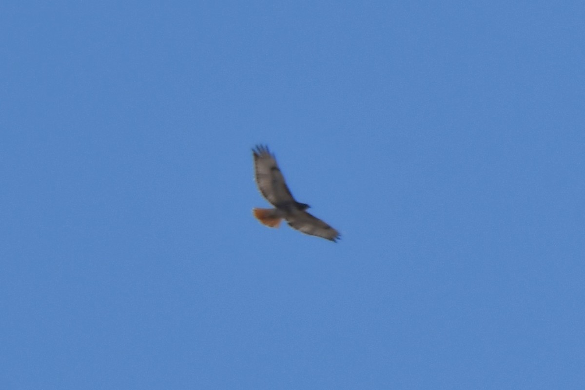 Red-tailed Hawk - ML616722838