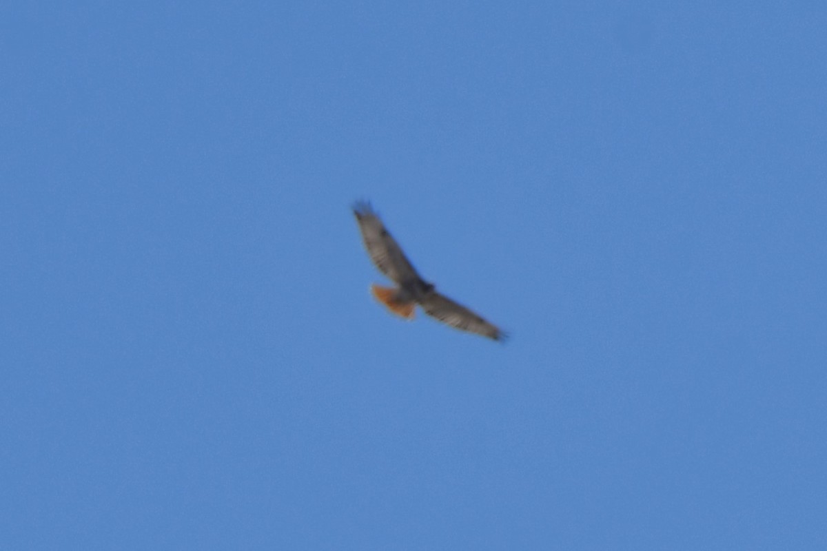 Red-tailed Hawk - ML616722839