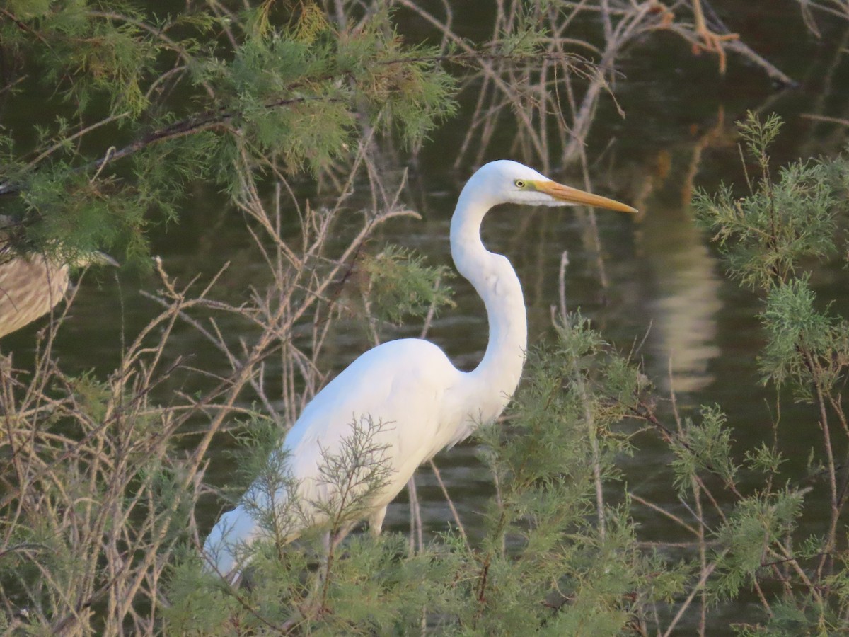 Great Egret - ML616722847