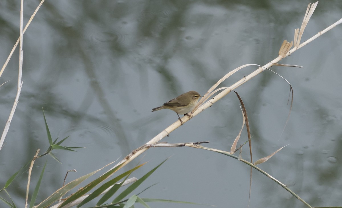 Cetti's Warbler - ML616722851