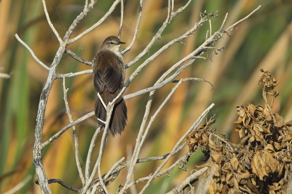 Little Rush Warbler - ML616722881