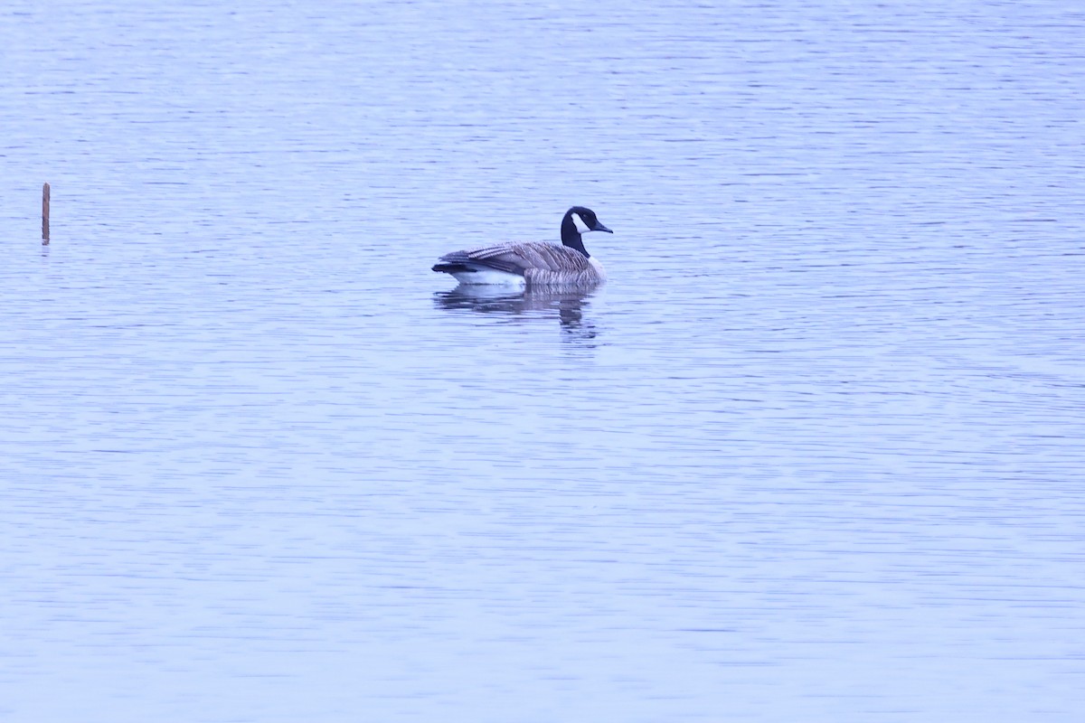 Canada Goose - ML616722898