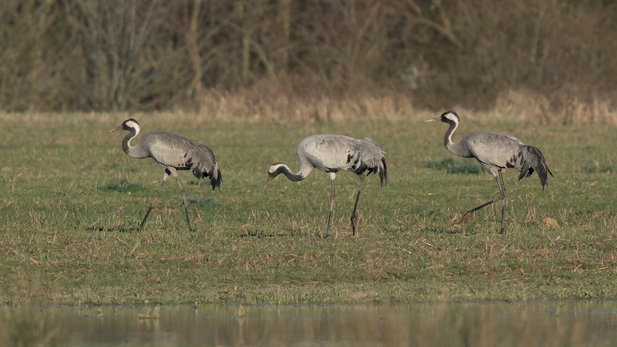 Common Crane - Arda Dönerkayalı