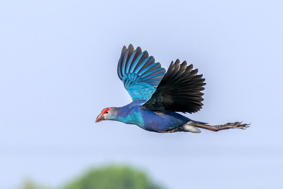 Talève à tête grise - ML616722925