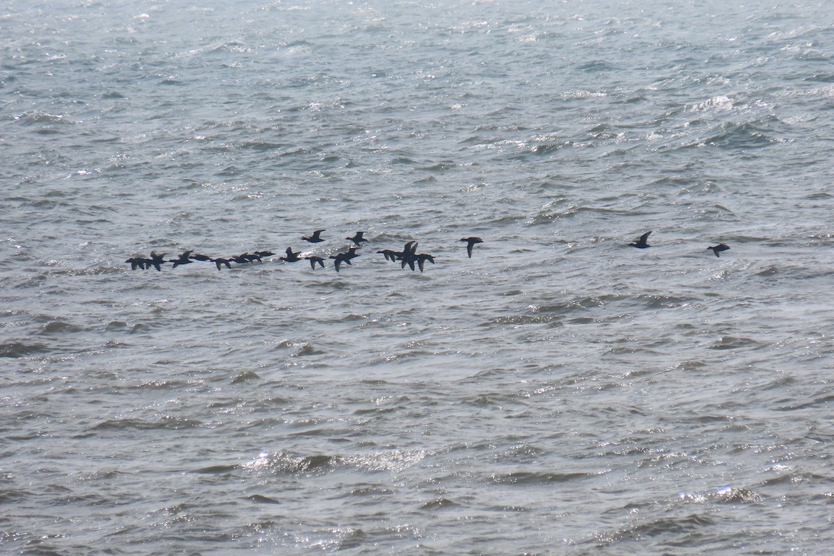 Common Scoter - ML616722931