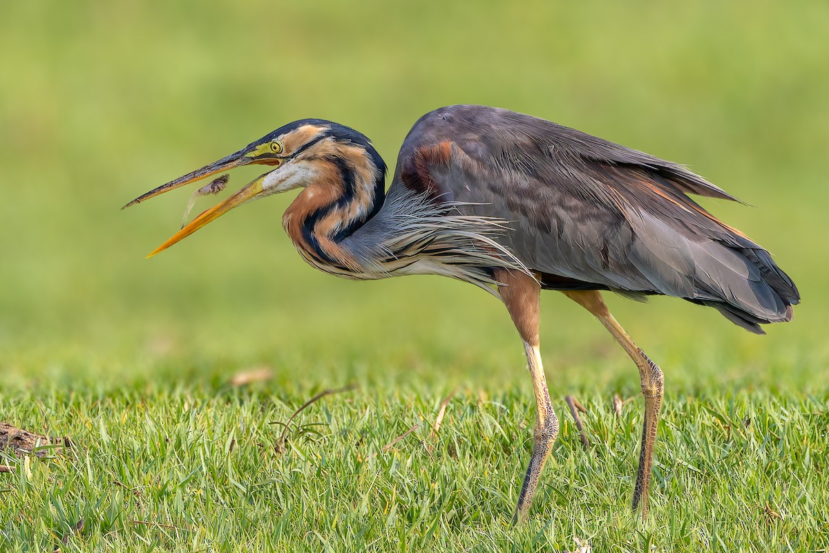 Зээрд дэглий - ML616722934