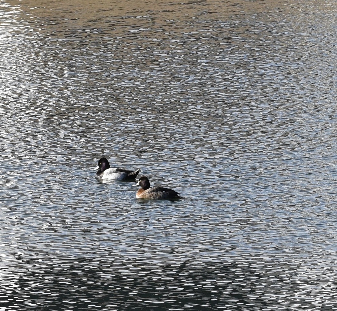 Lesser Scaup - ML616722942