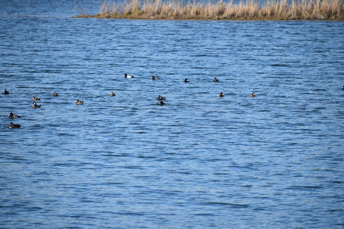 Lesser Scaup - ML616722943