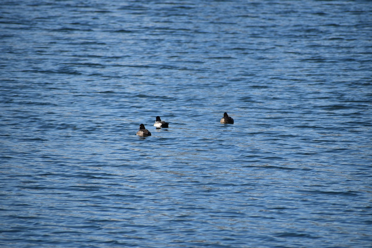 Lesser Scaup - ML616722944