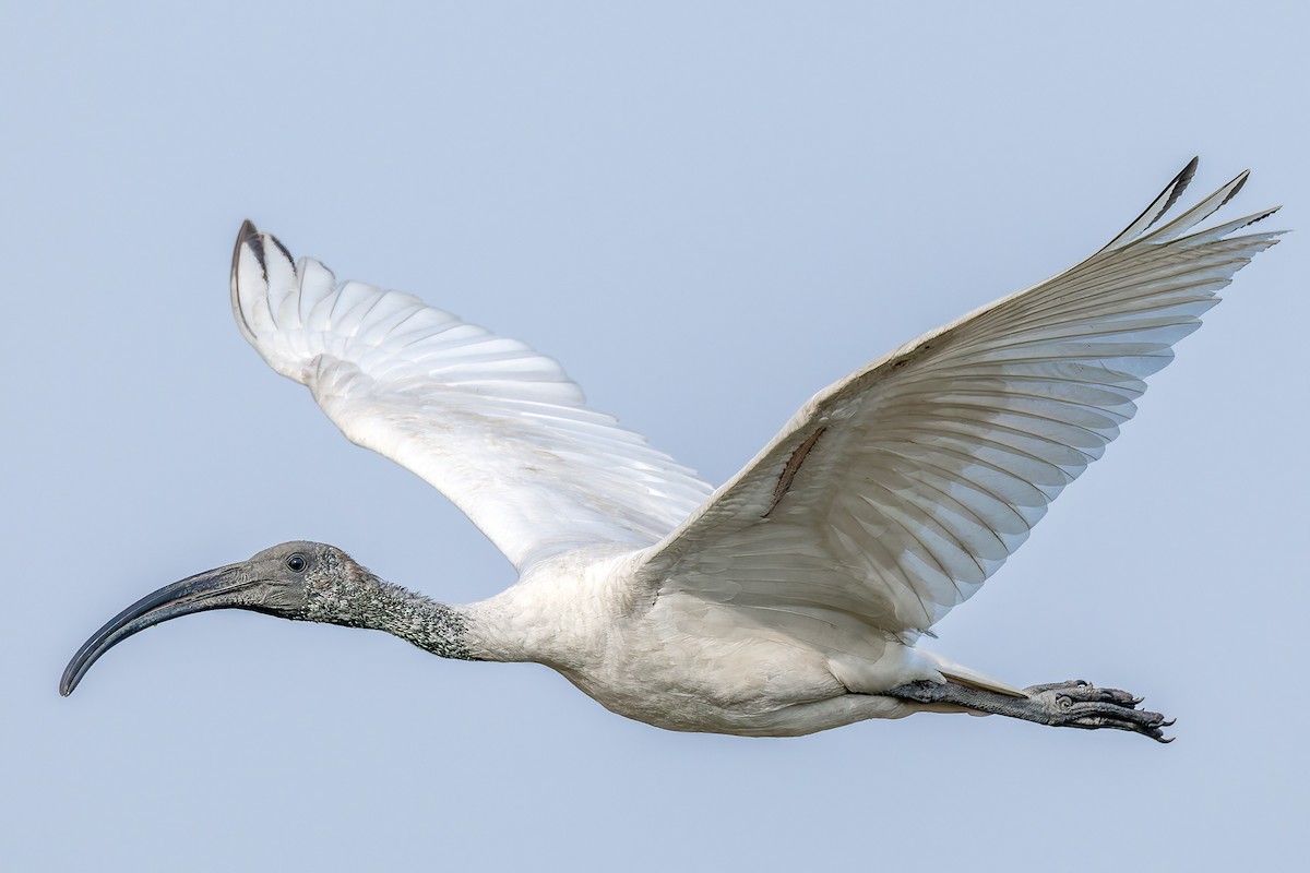 Black-headed Ibis - ML616722948