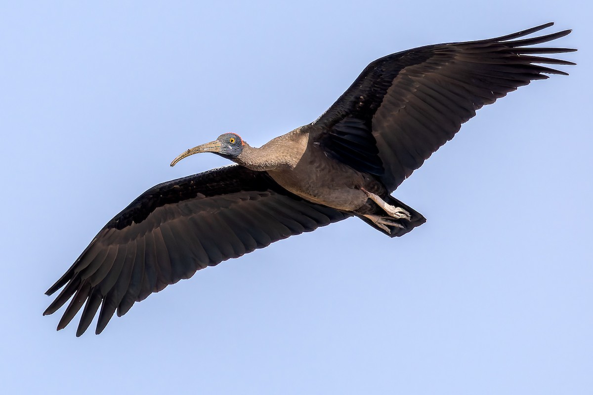 Red-naped Ibis - ML616722956