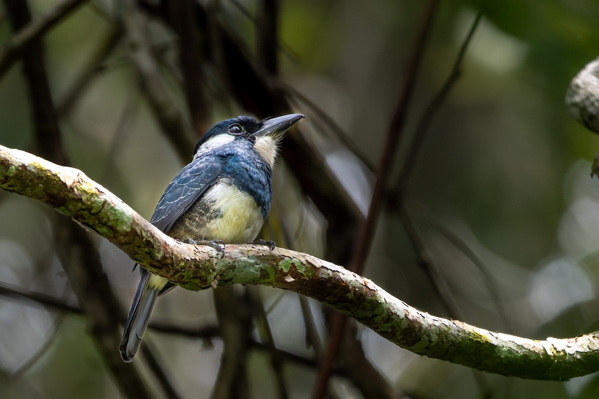 Black-breasted Puffbird - ML616722973