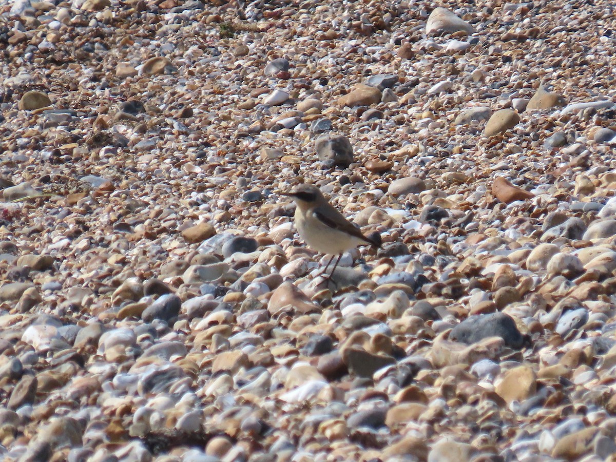 Northern Wheatear - ML616722974