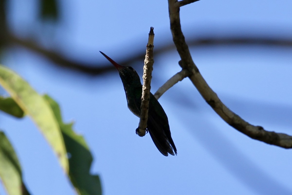 kolibřík zrcadlový - ML616722976