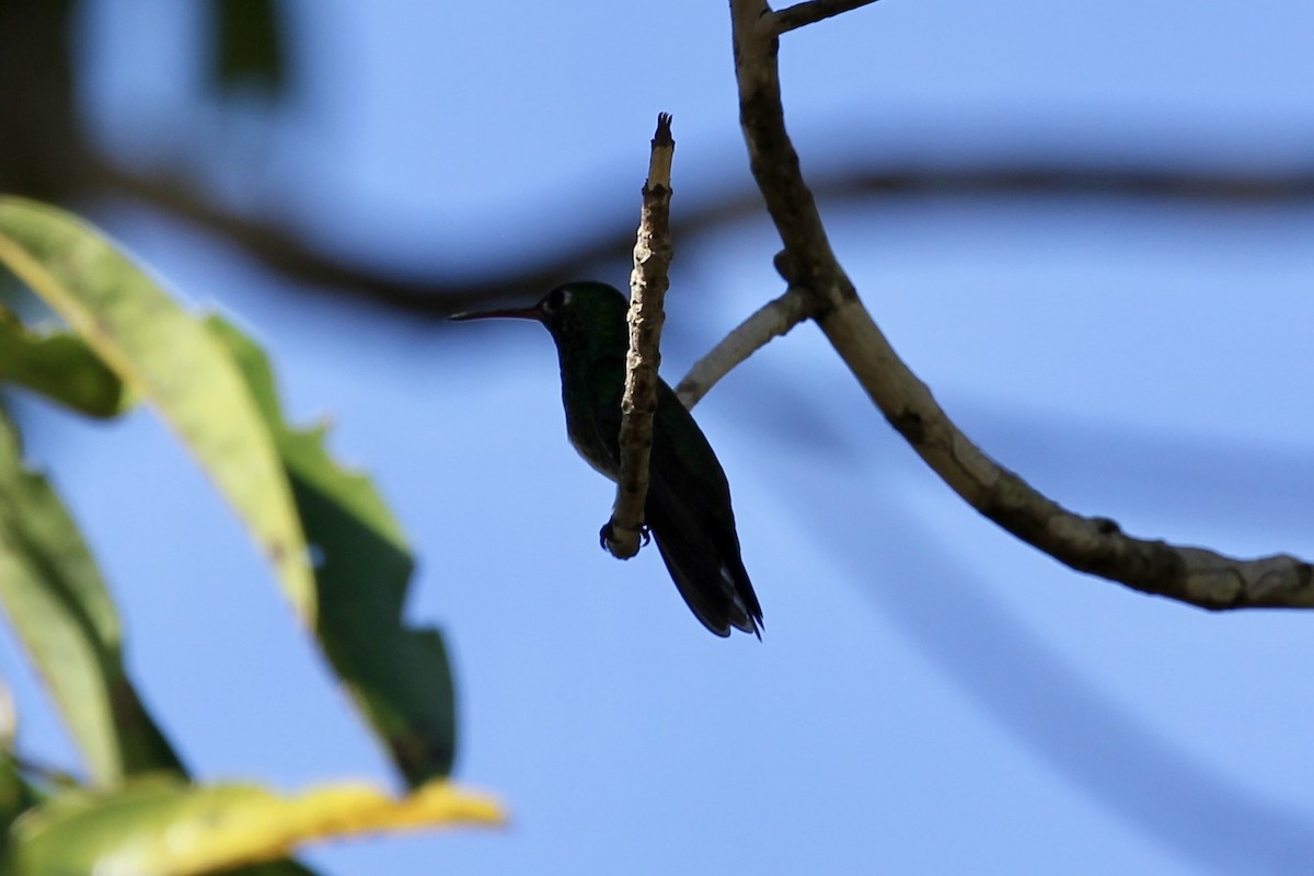 kolibřík zrcadlový - ML616722977