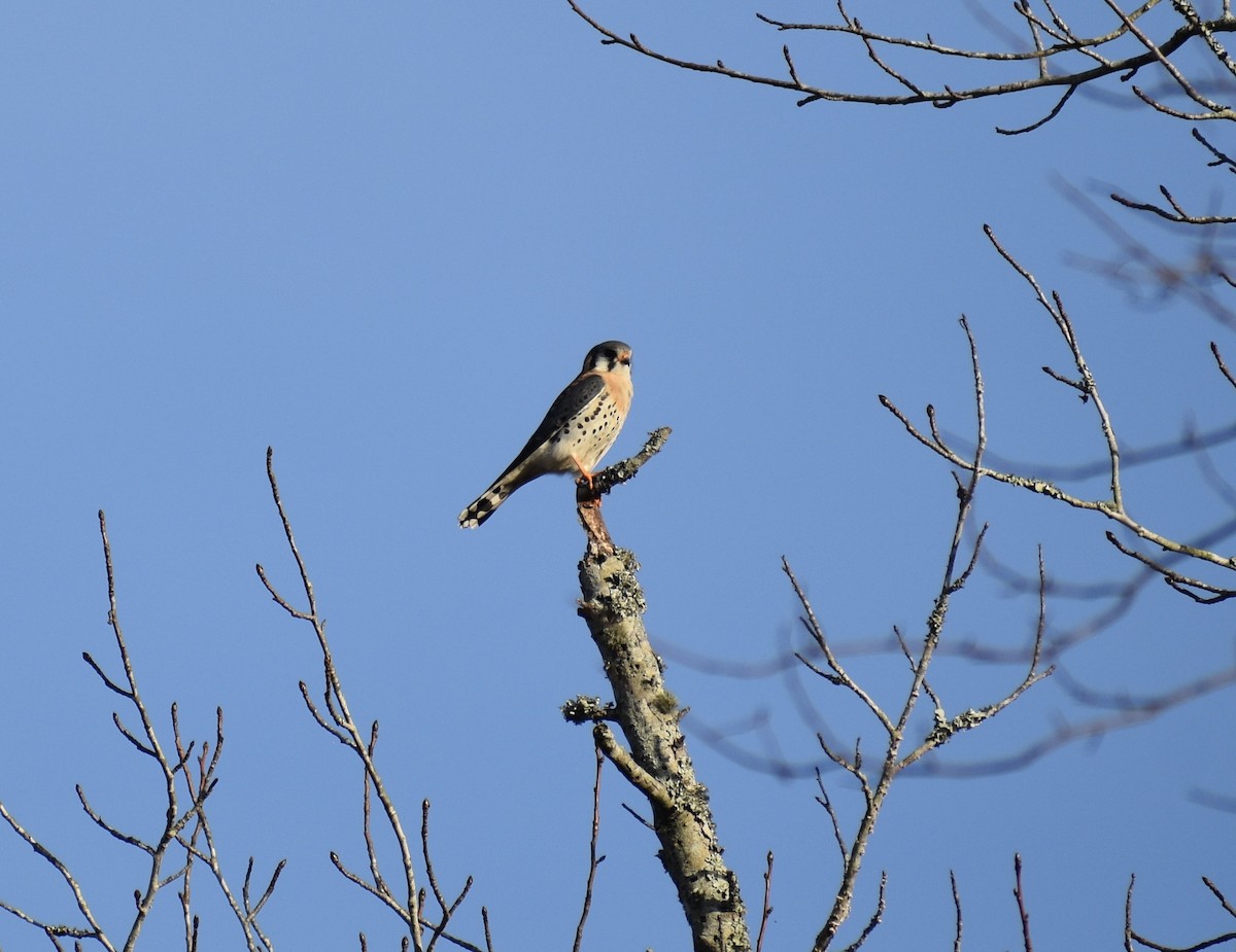 American Kestrel - ML616722997