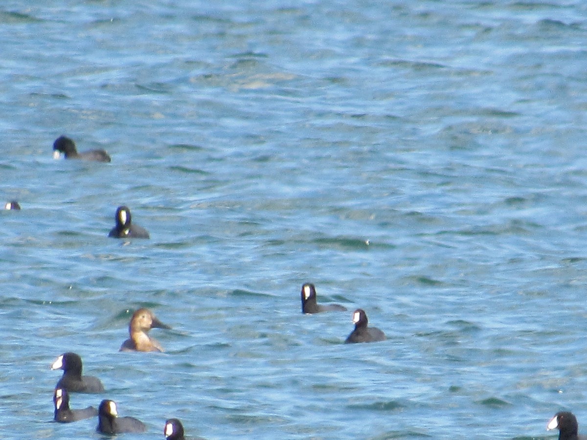 Canvasback - Caleb Helsel