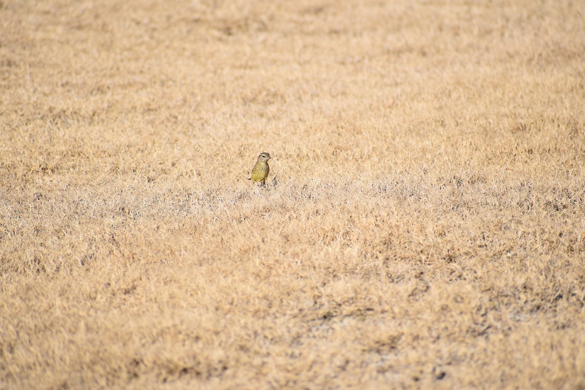 Yellow-rumped Warbler - ML616723058