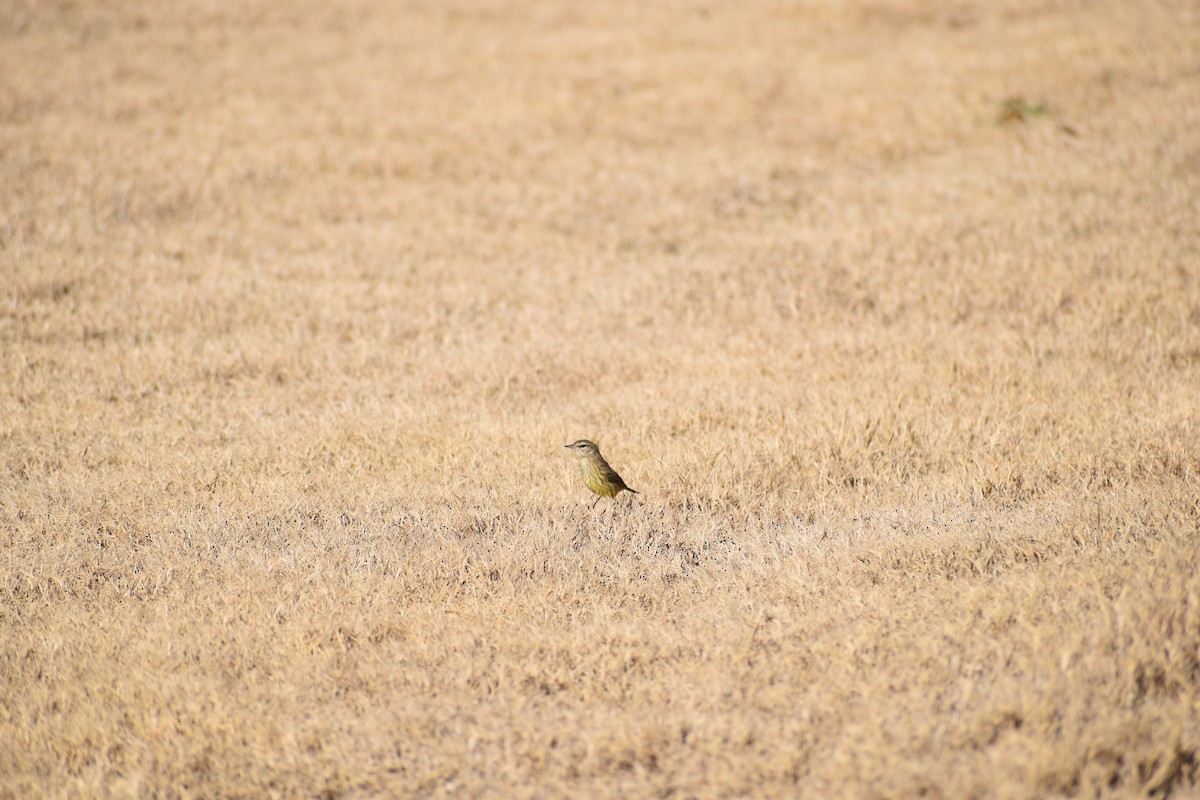 Yellow-rumped Warbler - ML616723059