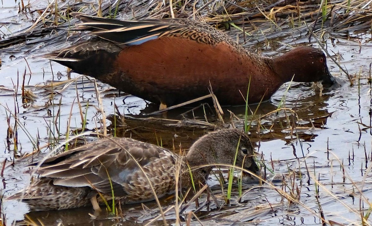 Cinnamon Teal - ML616723097